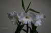 Den. Hawaiian King Giant (Orchideeen-shop.nl) (2)